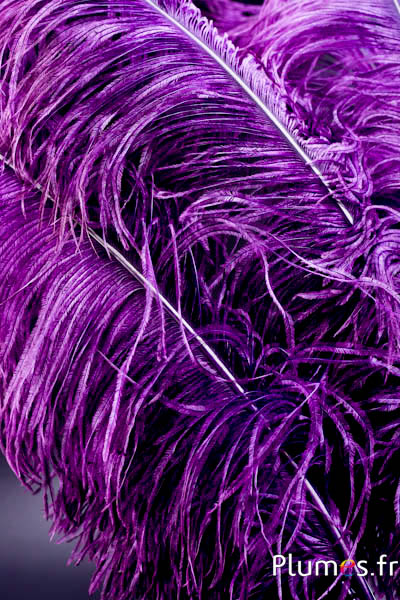 Autruche premium - 50-60 cm - pourpre